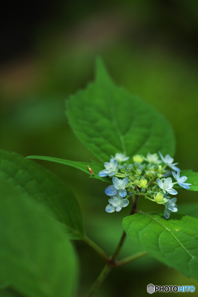 坊がつるの花