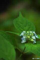 坊がつるの花