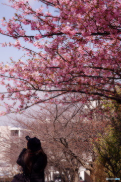 河津桜情報三崎口駅そば