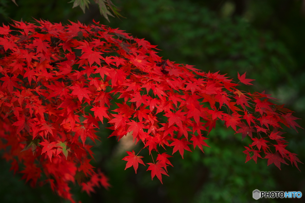 .ふるさと村の紅葉