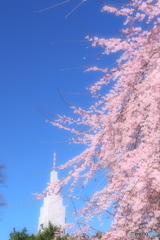 春そぞろ02（新宿御苑）
