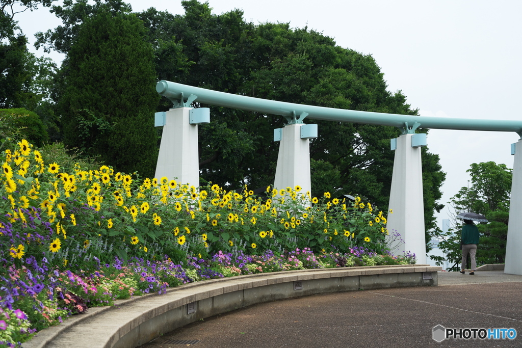 夏の花に変わったね