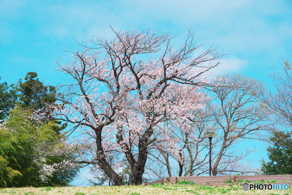 公園の一本桜