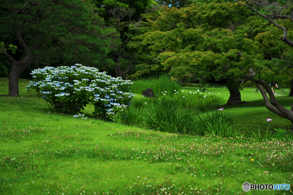 紫陽花と花菖蒲と