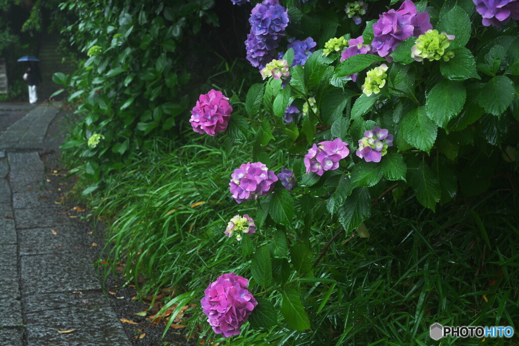 紫陽花小径