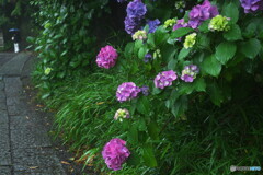 紫陽花小径
