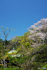 名残りの桜（浄光明寺）