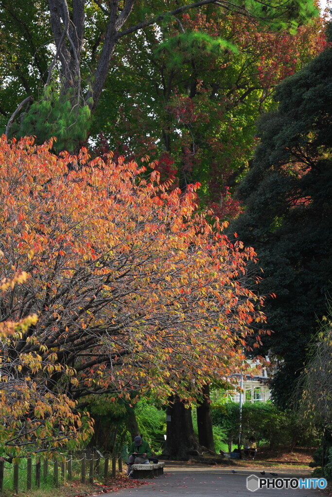 桜紅葉も良いものだ
