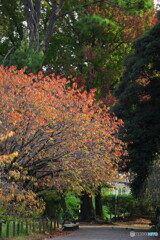 桜紅葉も良いものだ