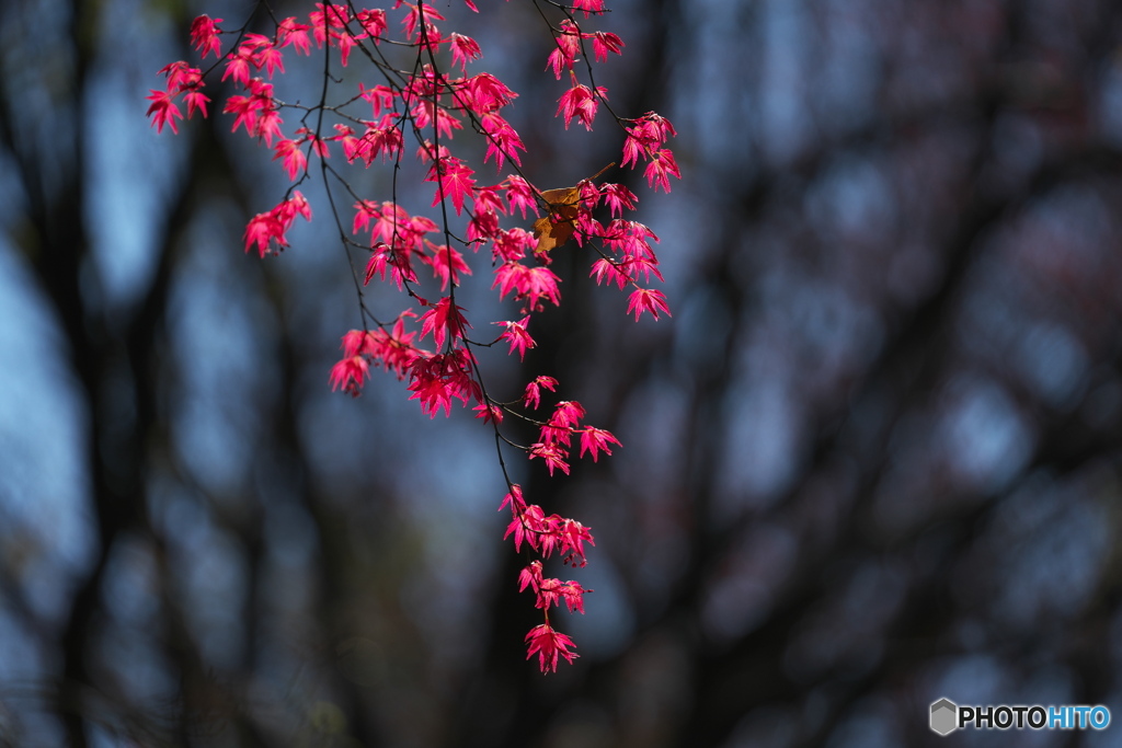 春紅