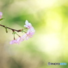 初桜