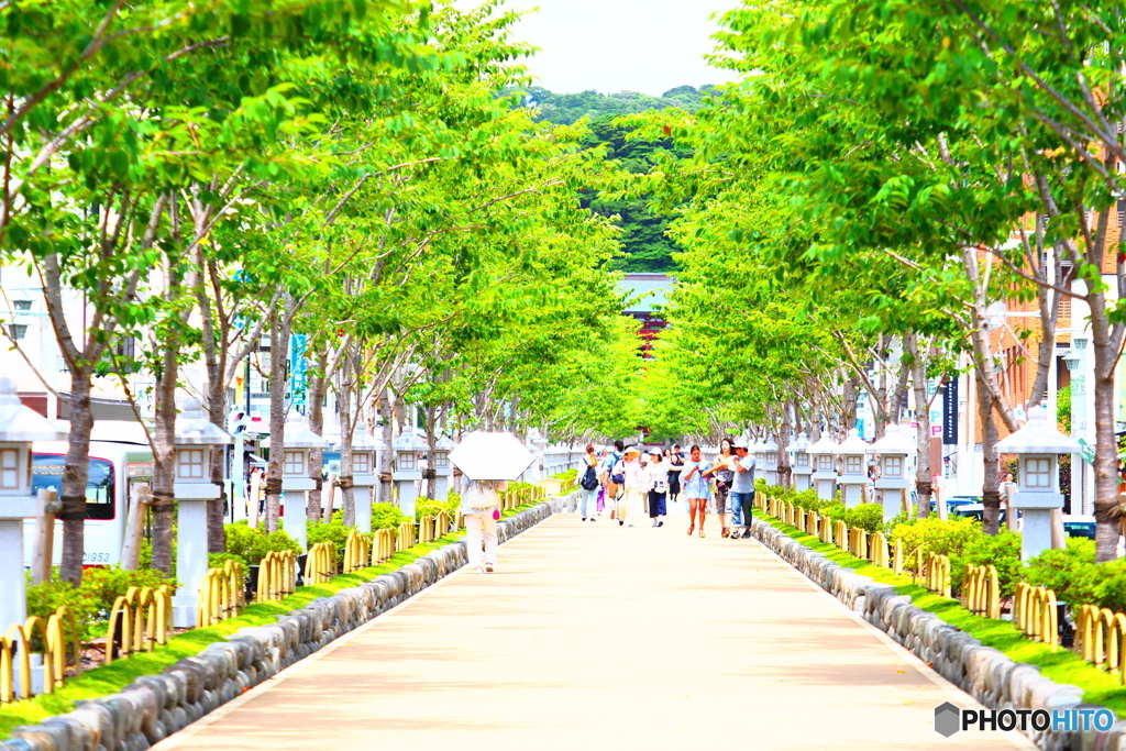 参道も夏