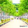 参道も夏