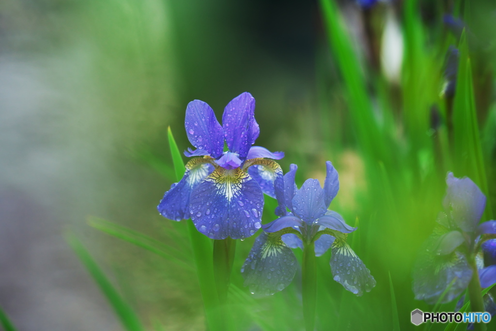 雨滴纏いし君なれば