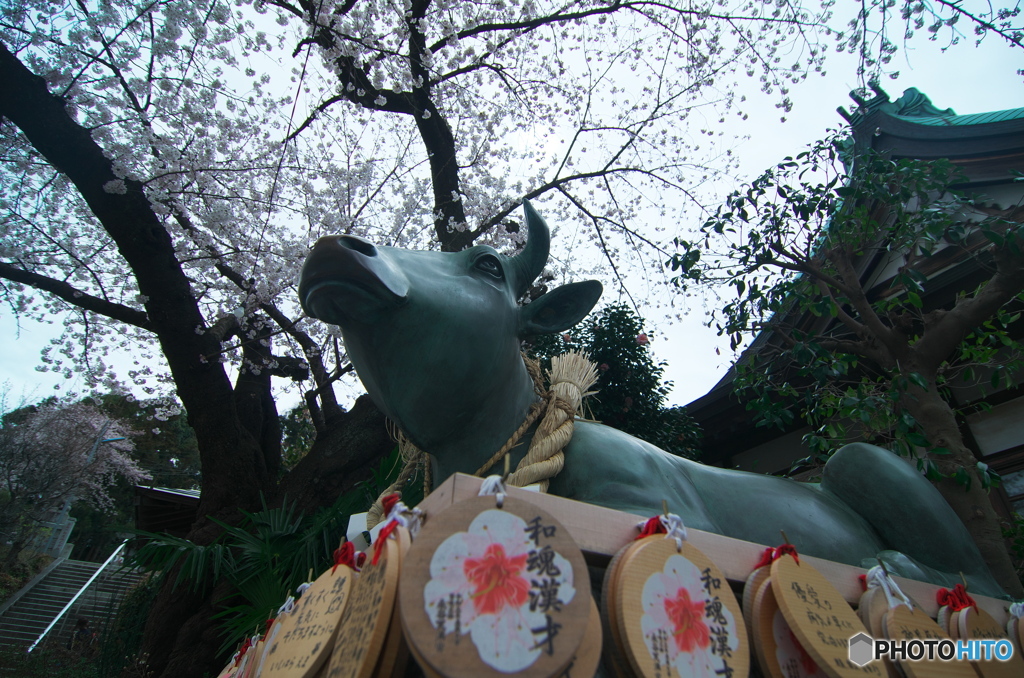 見あげる桜