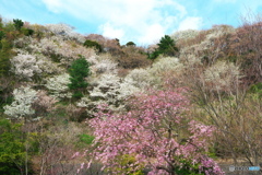 桜饗宴