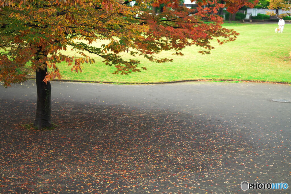 欅紅葉も良いですね