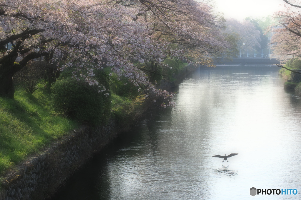 名残桜