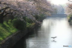 名残桜