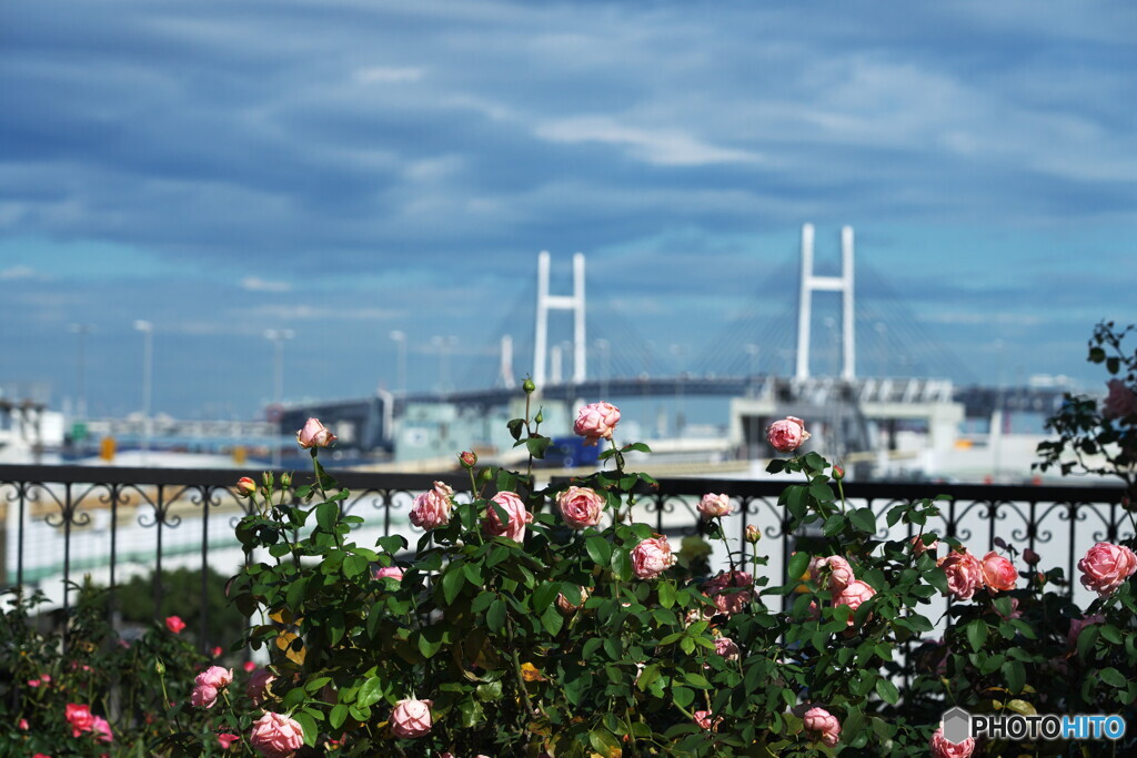 ベイブリッジが見える