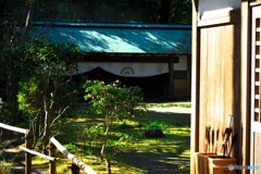 弓道場の山茶花