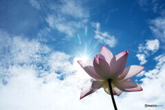 蓮花きらり