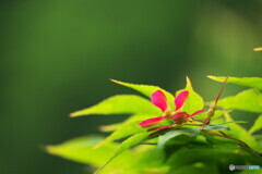 紅の羽