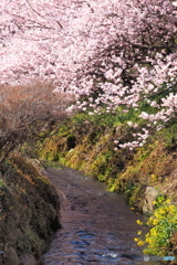 春めく小川