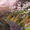 春めく小川