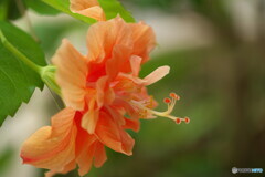 しべの美Ⅰ