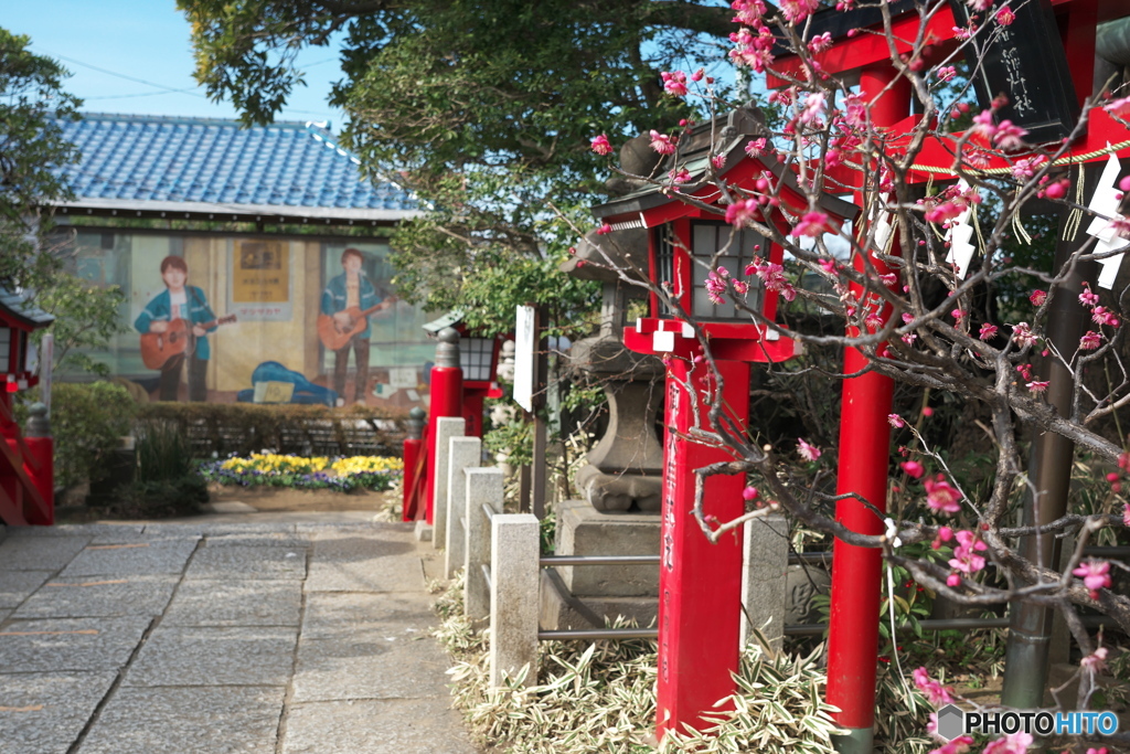 紅梅咲く向こうには