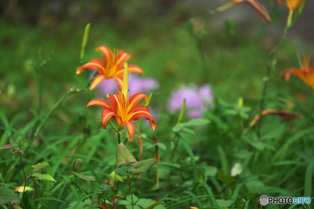 一寸華やか