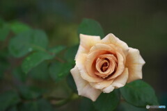 雨上がりにⅢ 雨上がりにⅢ