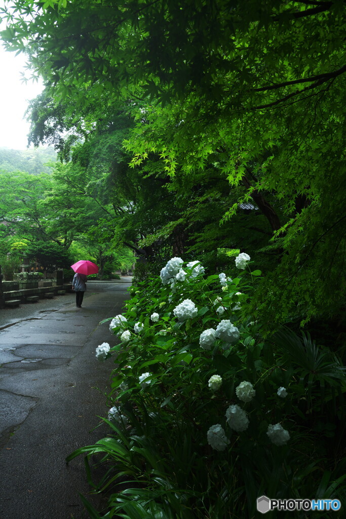 妙本寺紫陽花だより