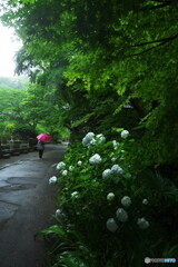 妙本寺紫陽花だより
