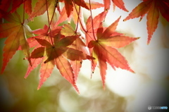 華やかさと侘しさと