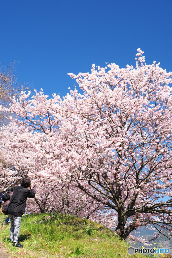 良いの撮れましたか26(春めき桜:一ノ堰ハラネ）