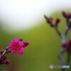 紅咲きぬ