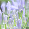 雨滴の調べ