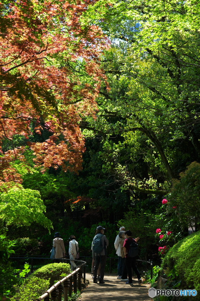 人の集まる紅の花