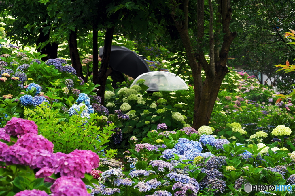 紫陽花園巡り