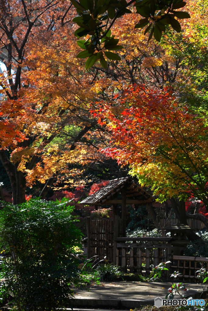 名残りの紅葉