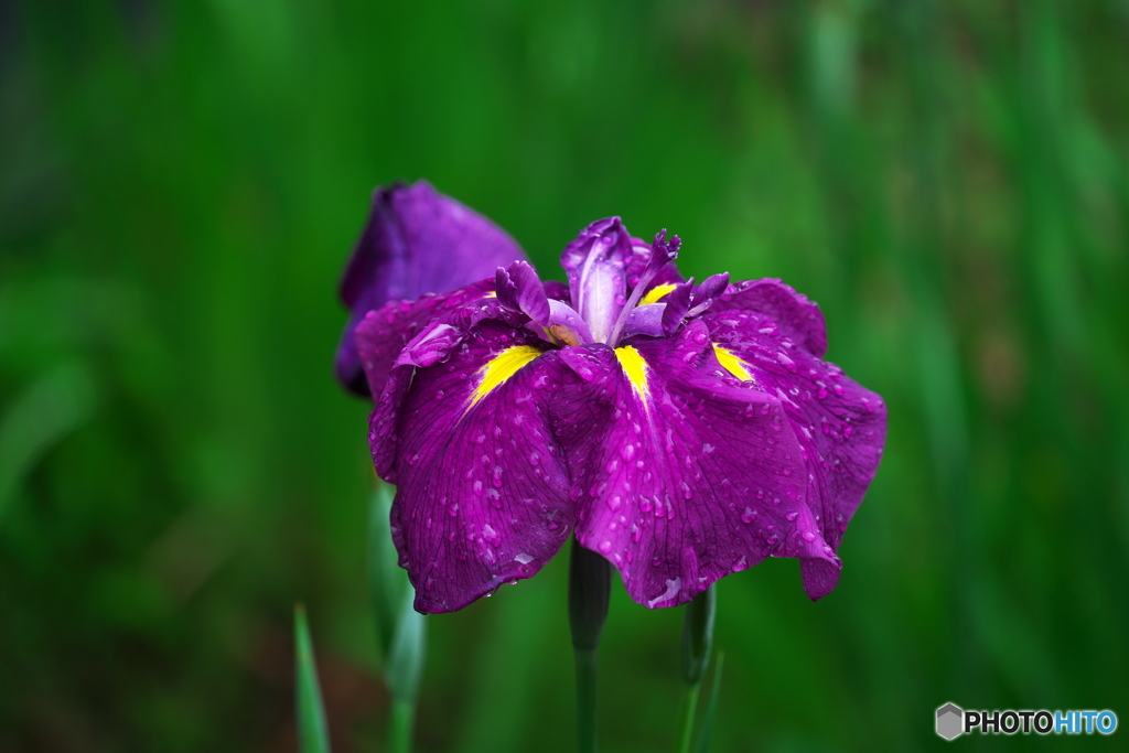 雨に負けぬ花Ⅱ