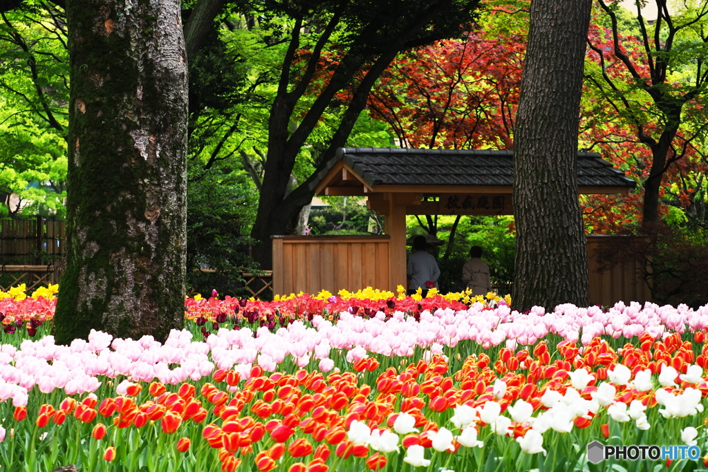 横浜公園春の装い