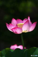 菩薩がおわす