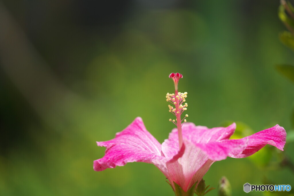 花恋