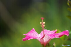花恋