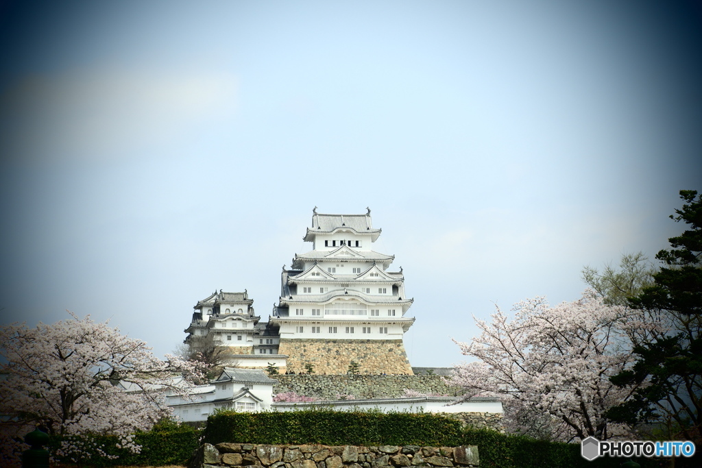 桜の向こうに