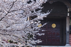 桜と菊と