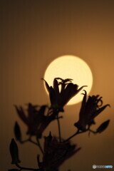 花影